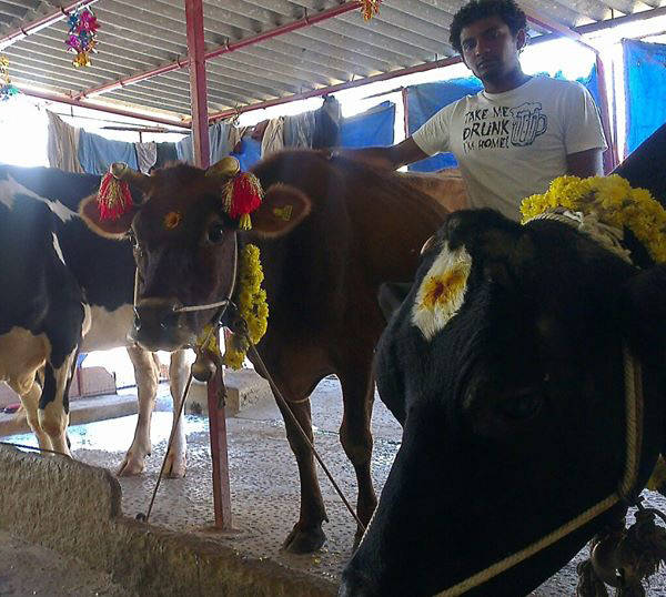 Livestock- Cattle - Care and Management Shamanna Soma Shekar's