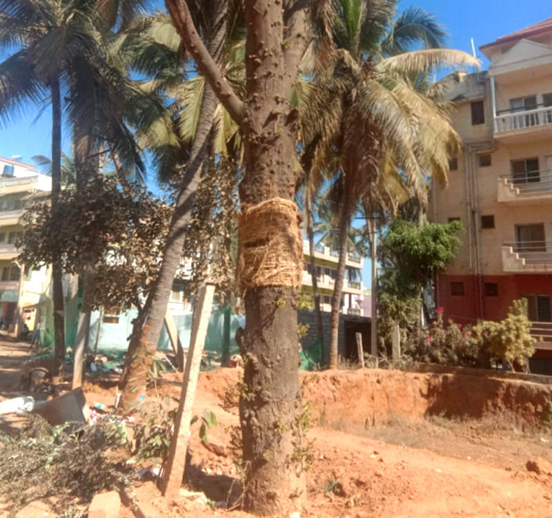 Social Worker Shamanna Soma Shekar transplanting Tree - Shamanna Soma Shekar