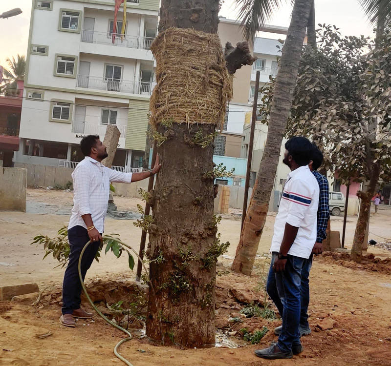 Transplanting a Tree - Shamanna Soma Shekar